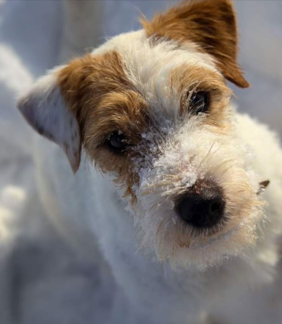 Ch. My Hunter Kucher-Chan