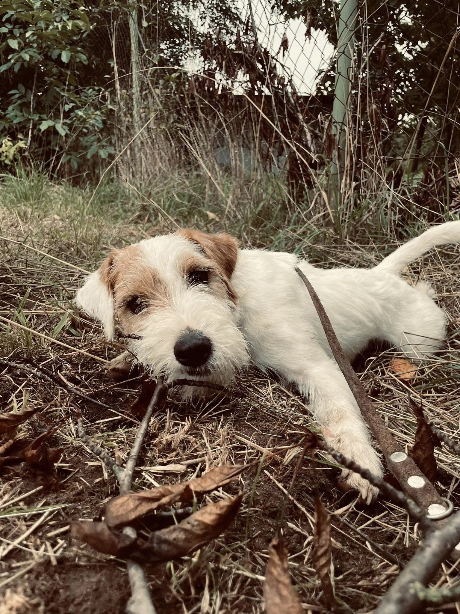 Ch. My Hunter Kucher-Chan