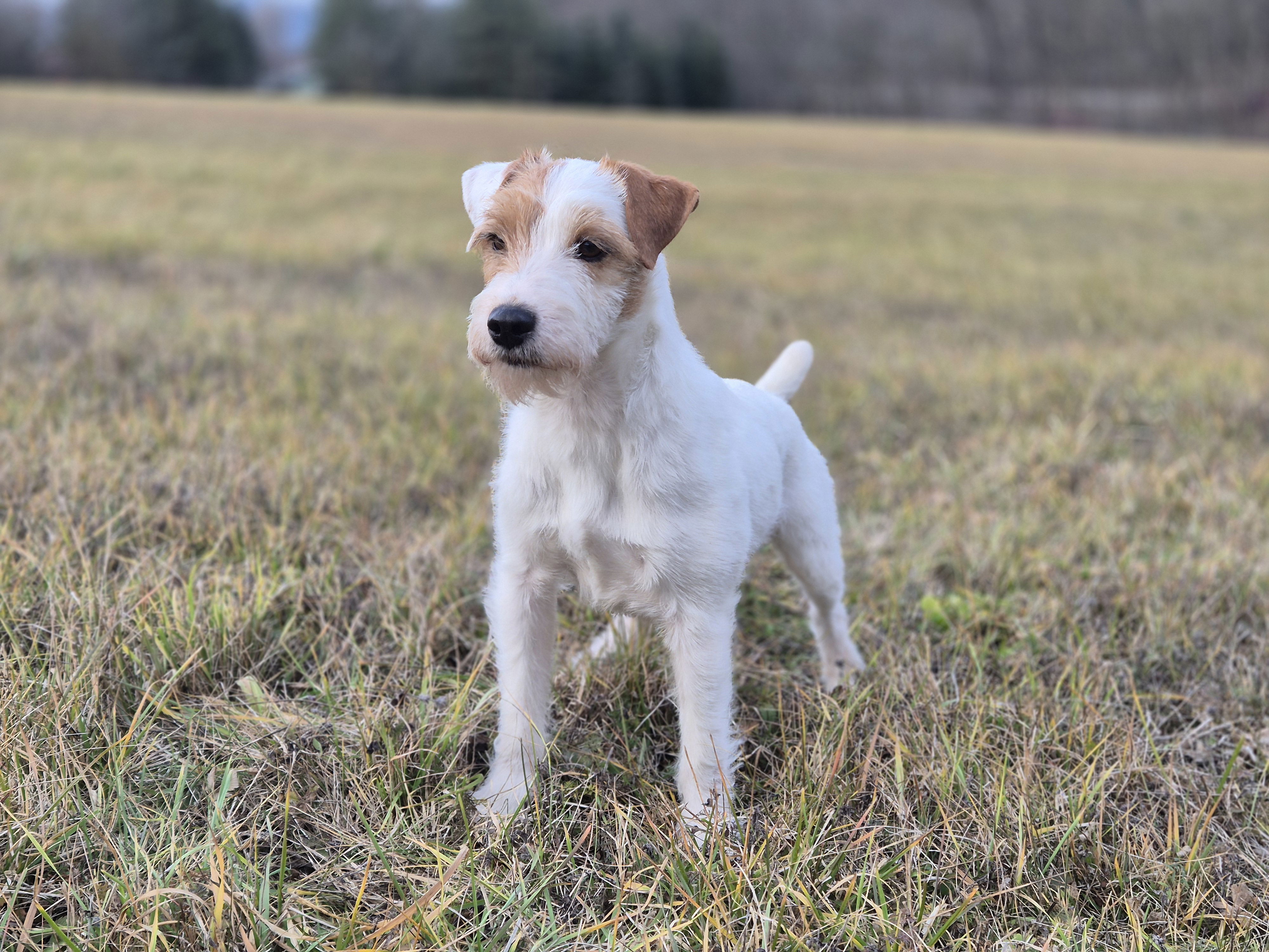 Ch. My Hunter Kucher-Chan