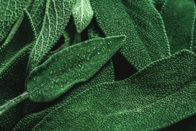 Solving an Old Puzzle: Elucidation and Evaluation of the Binding Mode of Salvinorin A at the Kappa Opioid Receptor