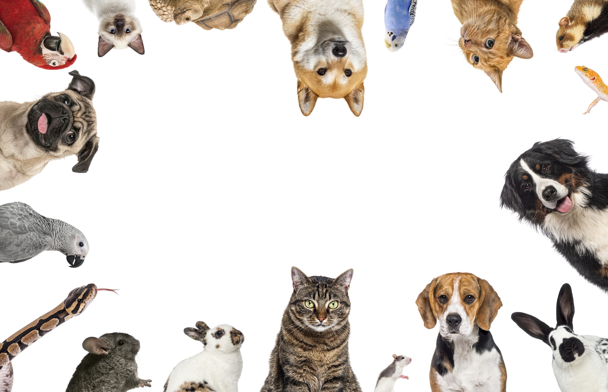 Pet Care: Η Απόλυτη Φροντίδα για τα Κατοικίδιά σας 🐾