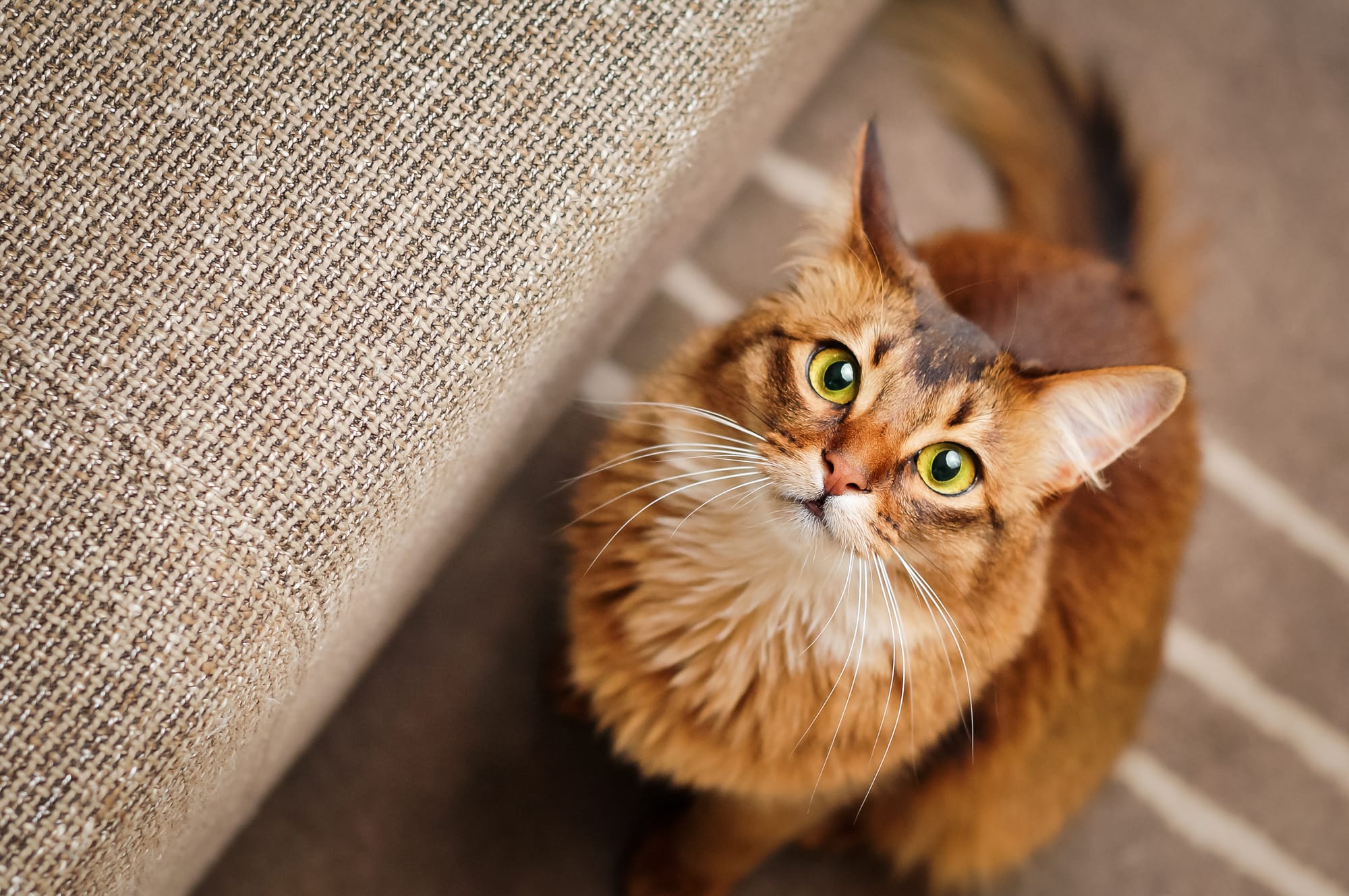 Pet Sitter Αθήνα: Πώς να βρεις αξιόπιστη φύλαξη κατοικίδιων στην Αθήνα