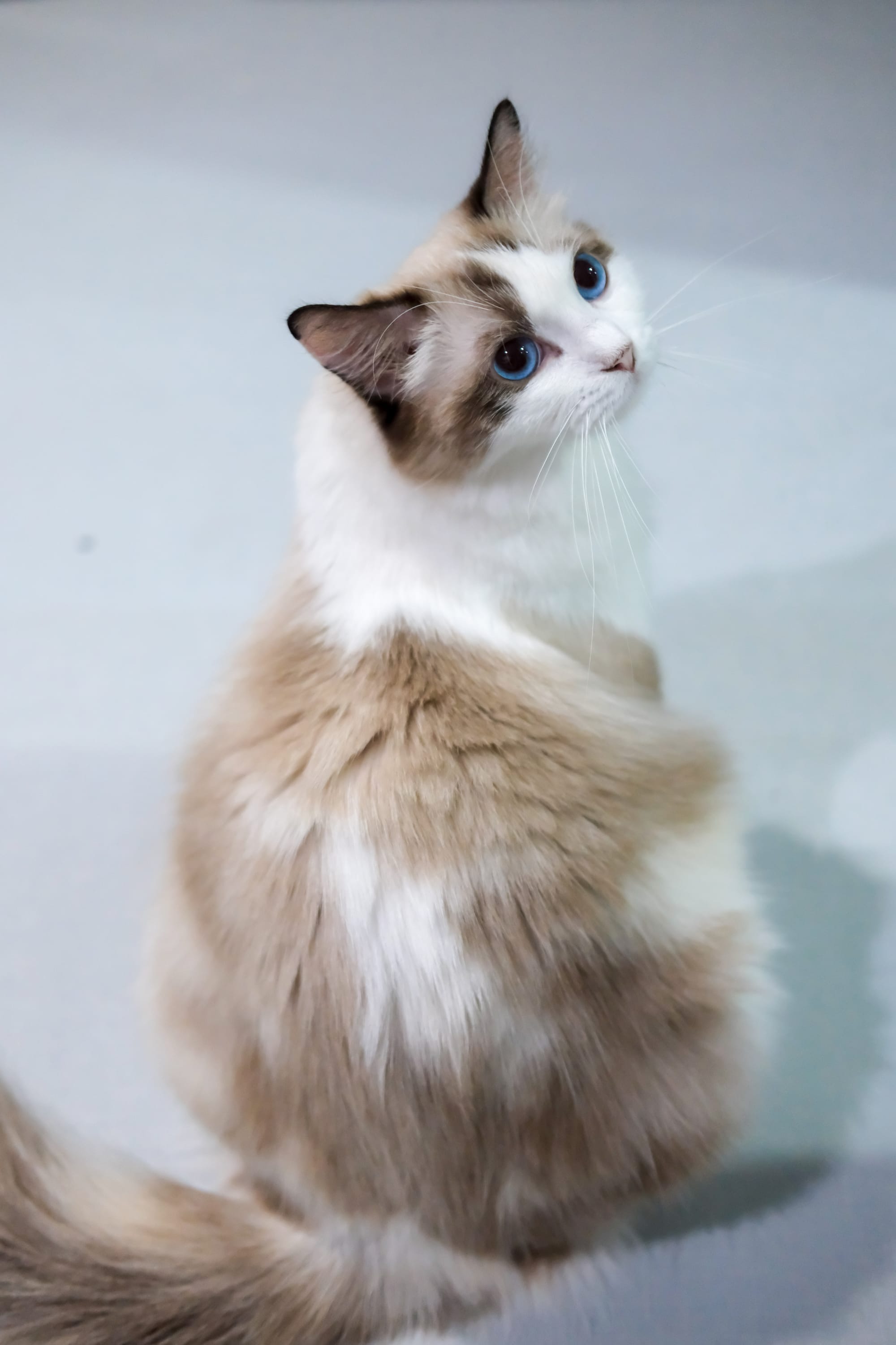 Φύλαξη Γάτας στην Αθήνα: Πώς να Βρεις Pet Sitter για τη Γάτα σου