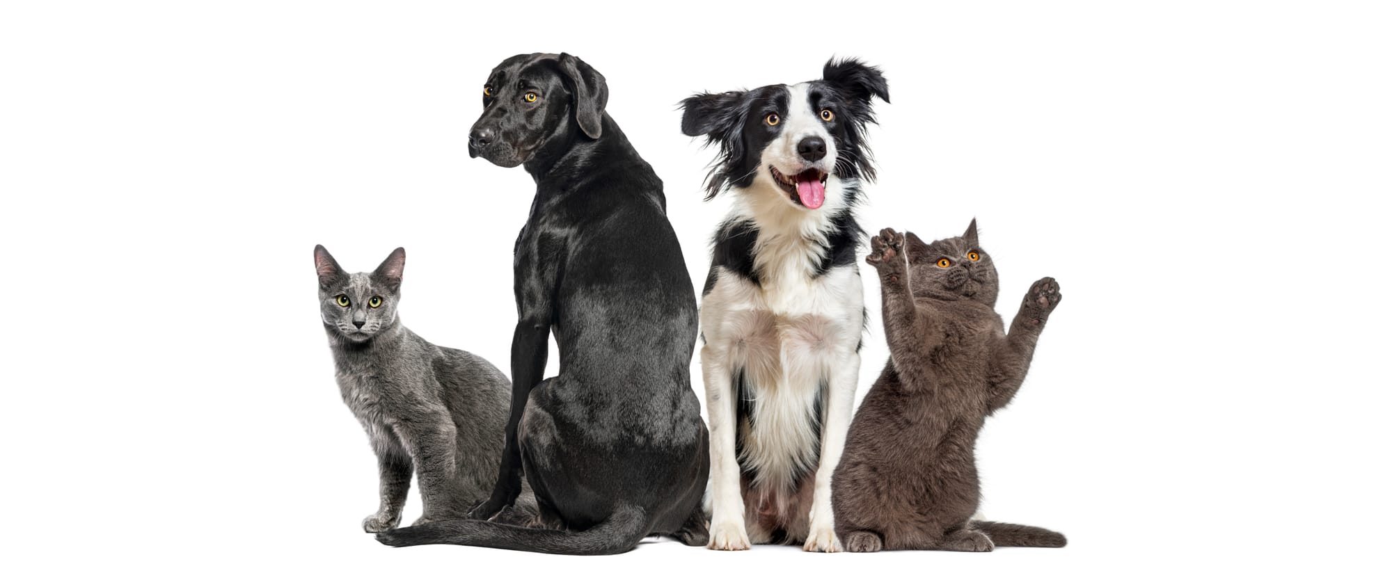 Pet Sitter Αθήνα Τελευταία Στιγμή: Πώς να Βρεις Διαθέσιμο Pet Sitter