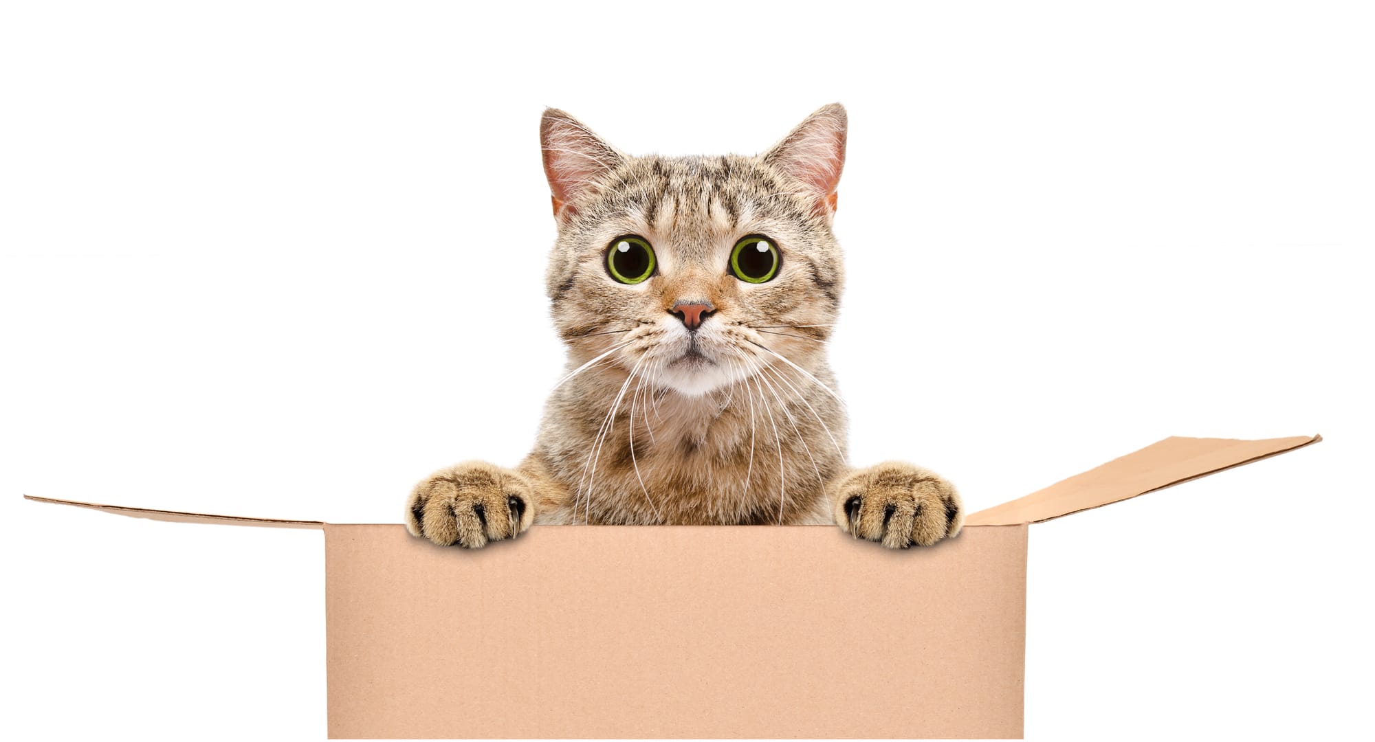Pet Sitter Αθήνα για Σαββατοκύριακο: Πώς να Βρεις Φροντίδα για το Κατοικίδιό σου