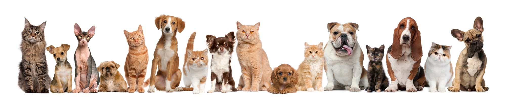Pet Sitter Γλυφάδα: Βρες Φροντίδα για Σκύλο ή Γάτα