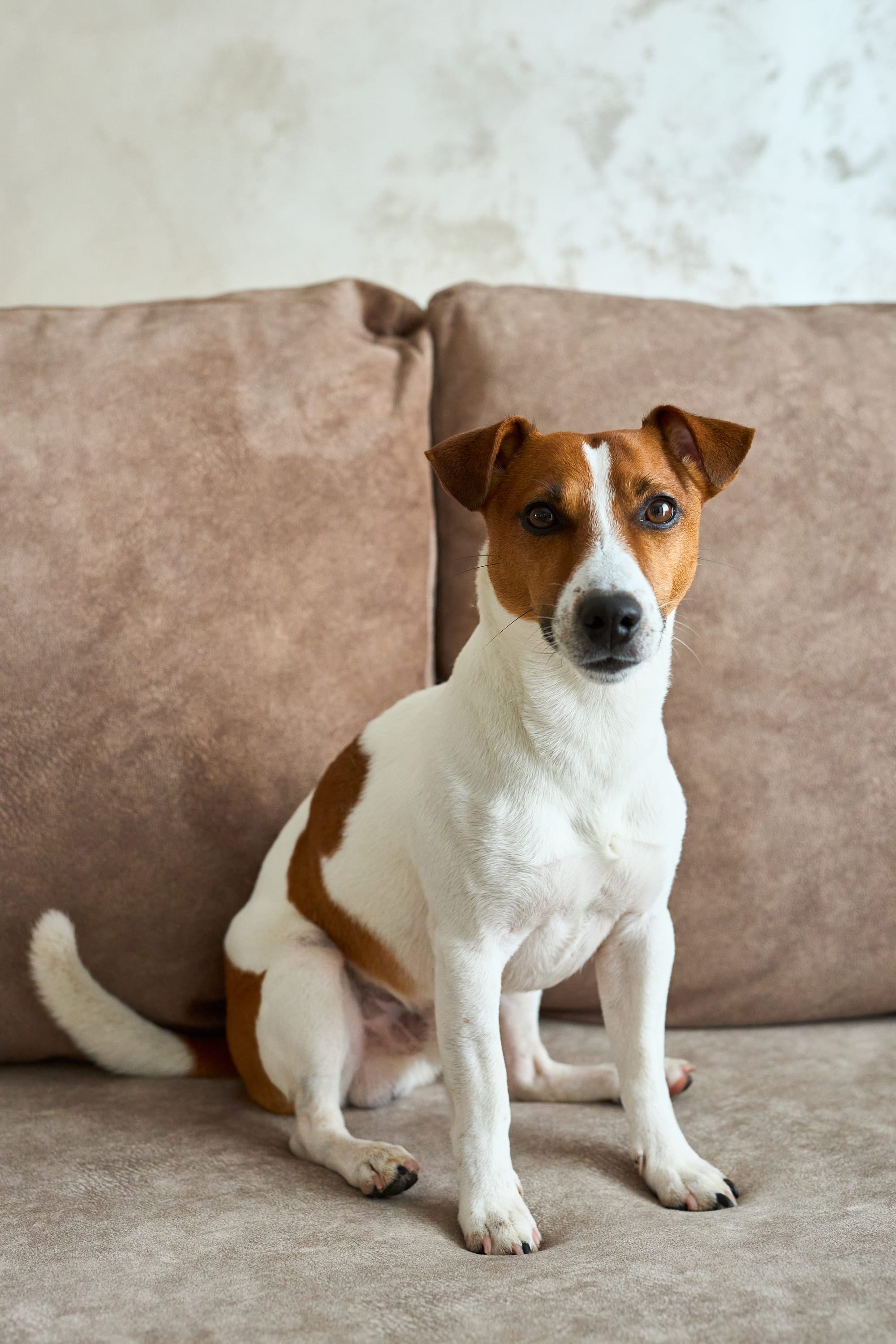 Pet Sitter Χαλάνδρι: Βρες Φροντίδα για Σκύλο ή Γάτα