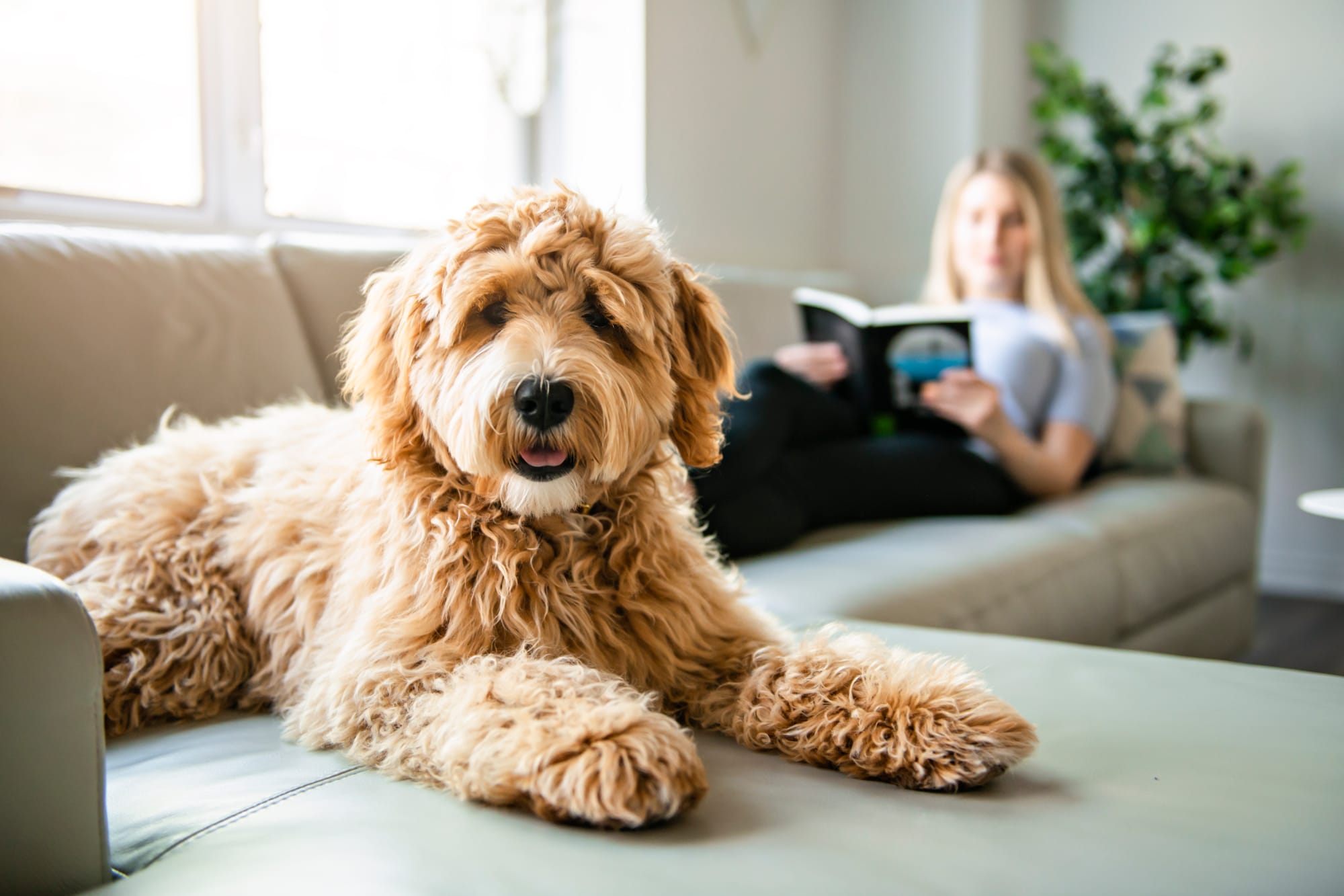 Πώς να Προετοιμάσεις τον Σκύλο σου για Pet Sitter