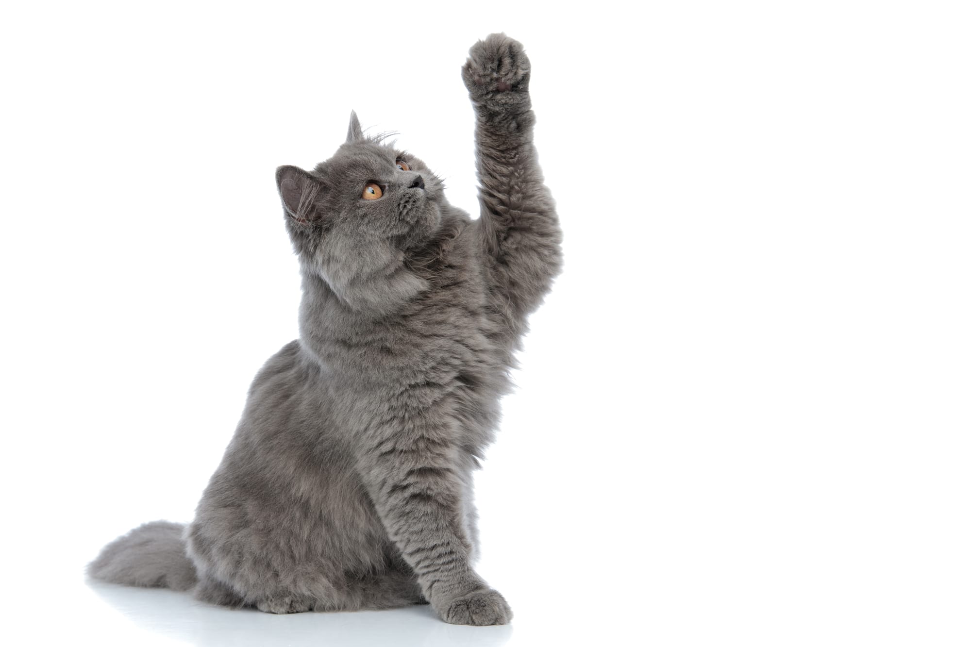Πώς να Προετοιμάσεις τη Γάτα σου για Pet Sitter