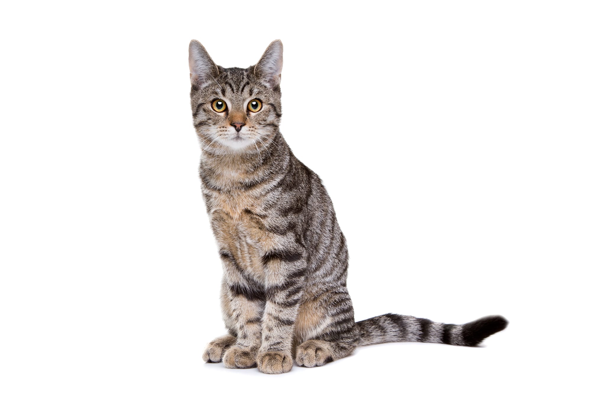 Φύλαξη Γάτας Θεσσαλονίκη: Πώς να Βρεις Pet Sitter για τη Γάτα σου