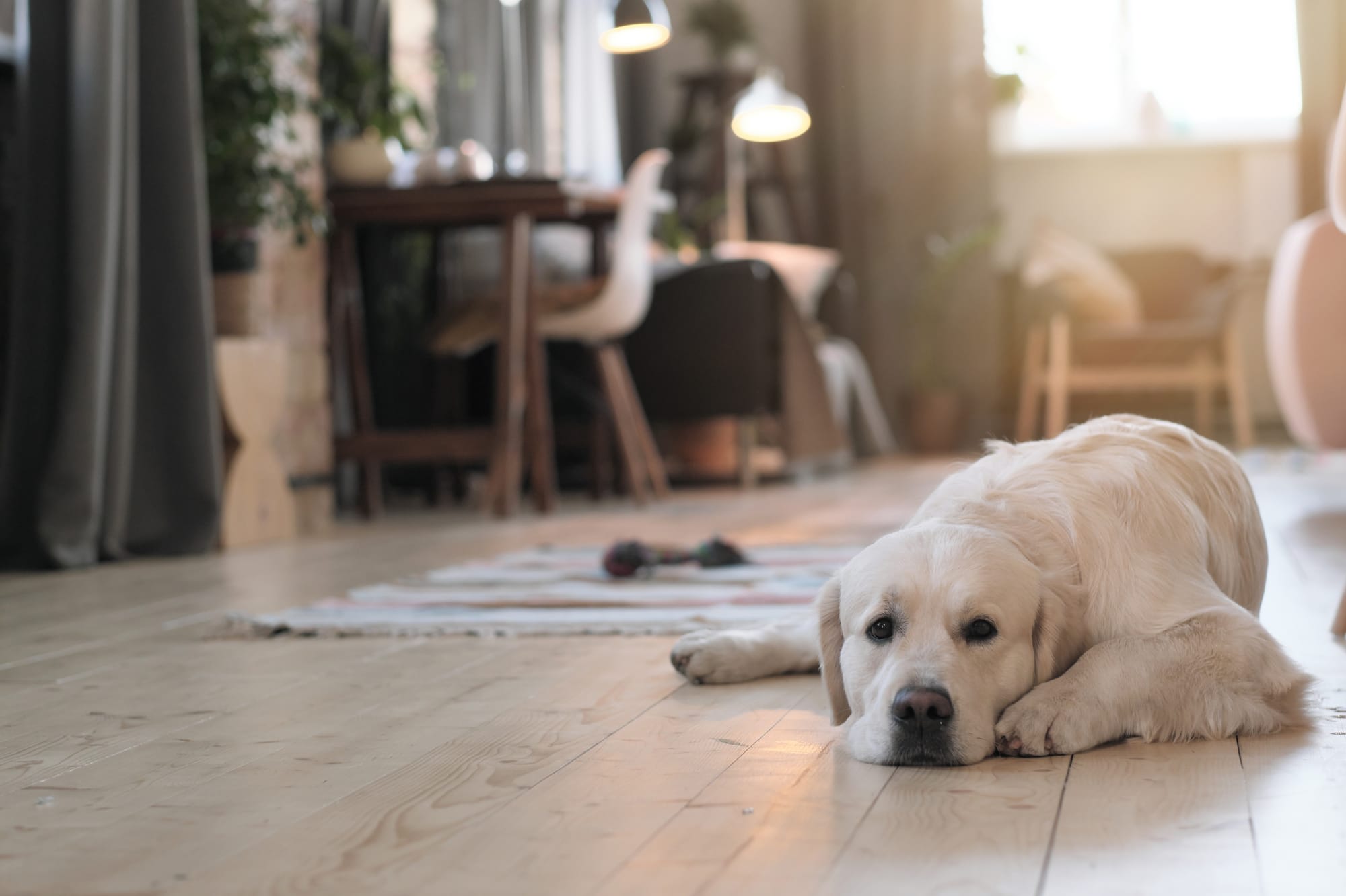 Πόσο Κοστίζει Pet Sitter στη Θεσσαλονίκη; Τιμές και Φύλαξη Κατοικίδιων