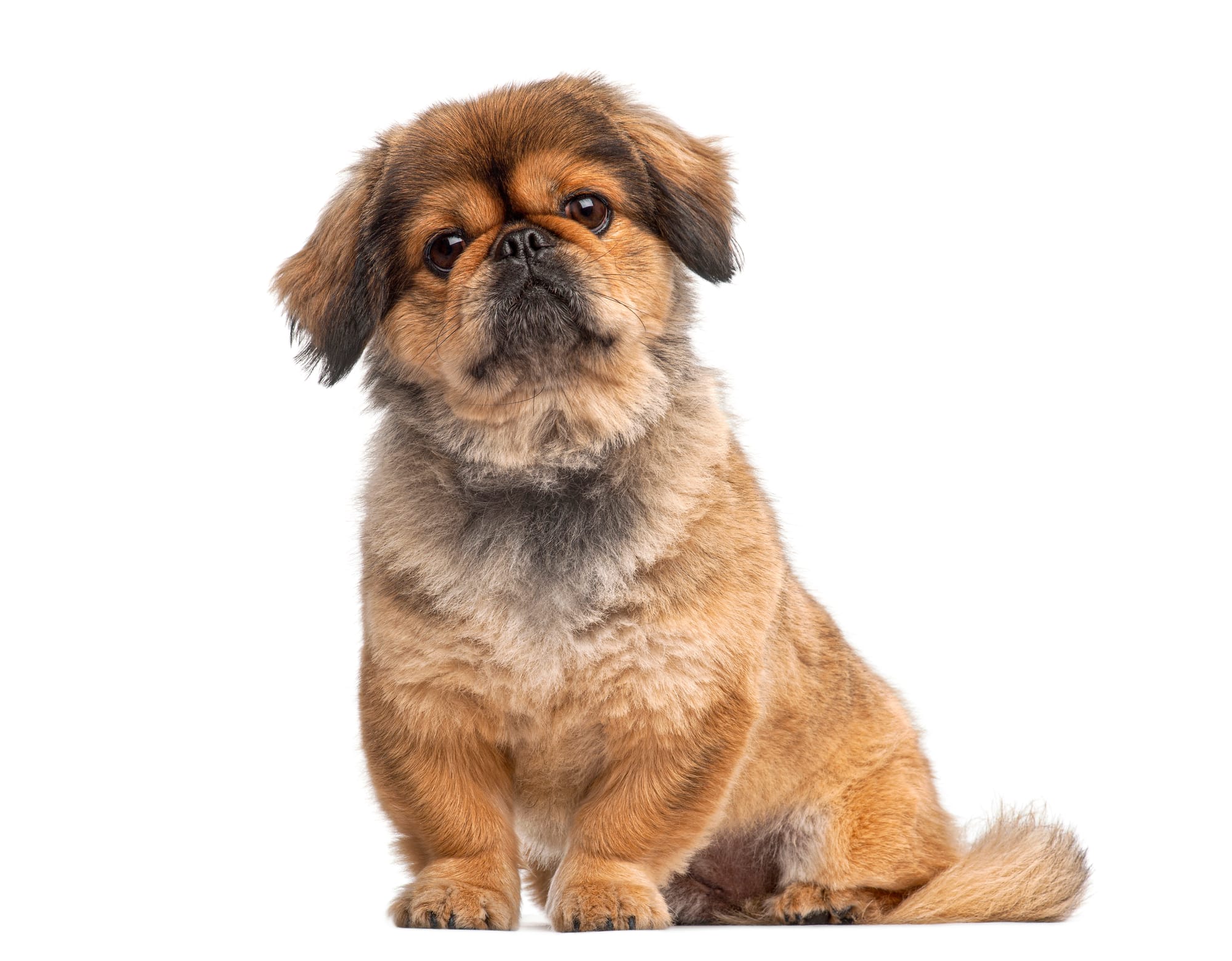 Pet Sitter Θέρμη: Βρες Φροντίδα για Σκύλο ή Γάτα