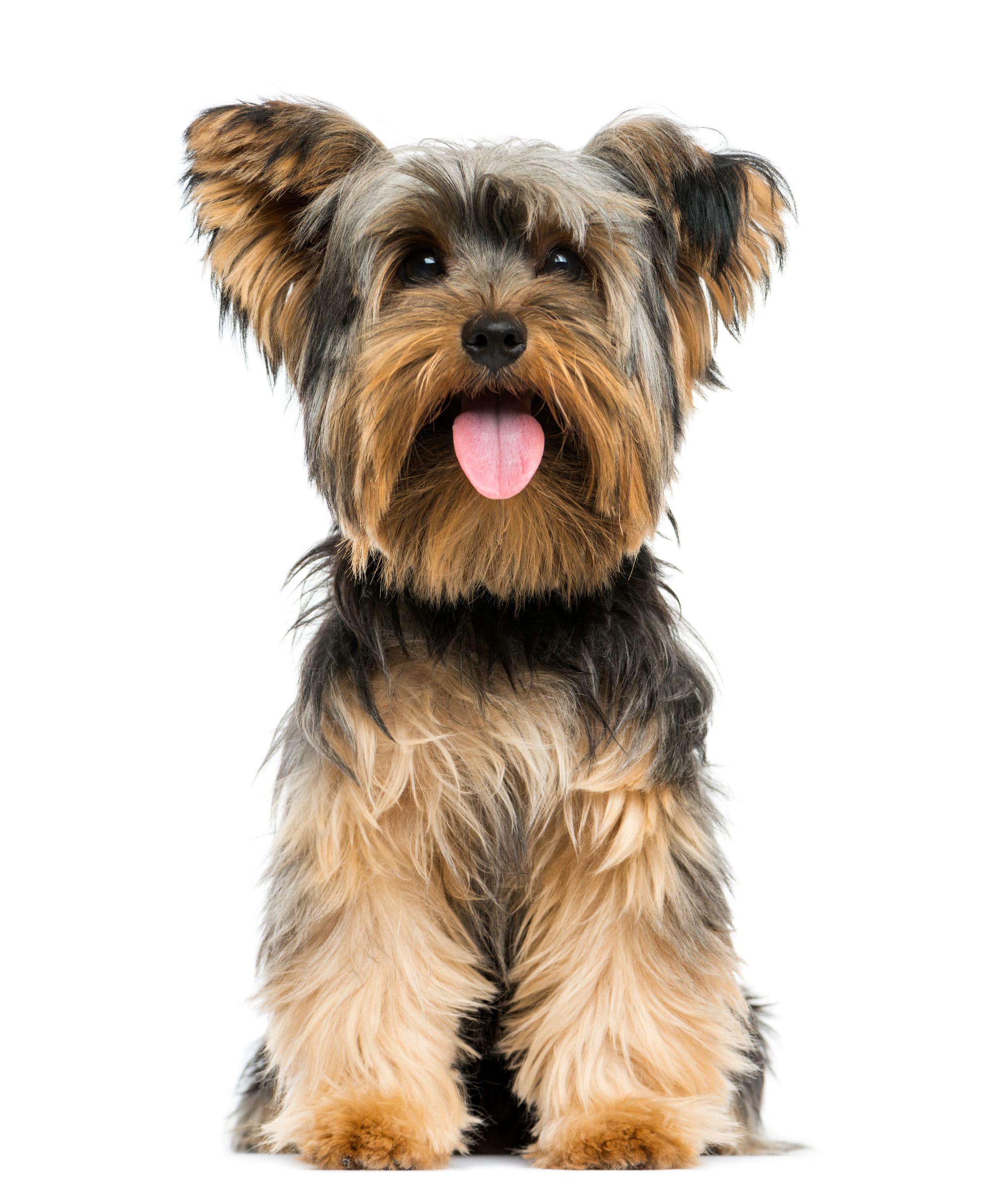 Pet Sitter Πάτρα: Πώς να Βρεις Φύλαξη Κατοικίδιων