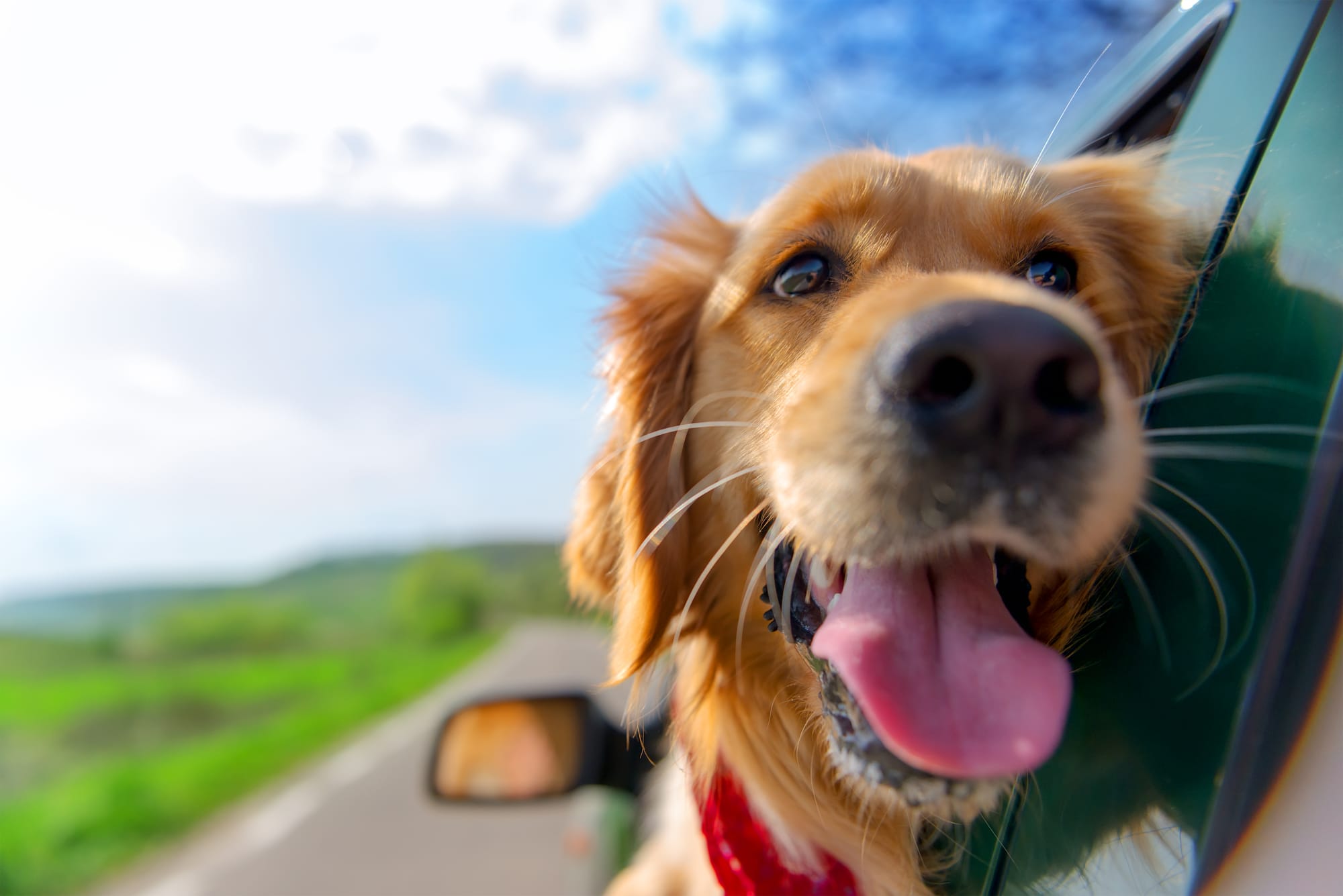 Pet Sitter Πάτρα για Εργαζόμενους: Φροντίδα Κατοικίδιου Όσο Είσαι στη Δουλειά