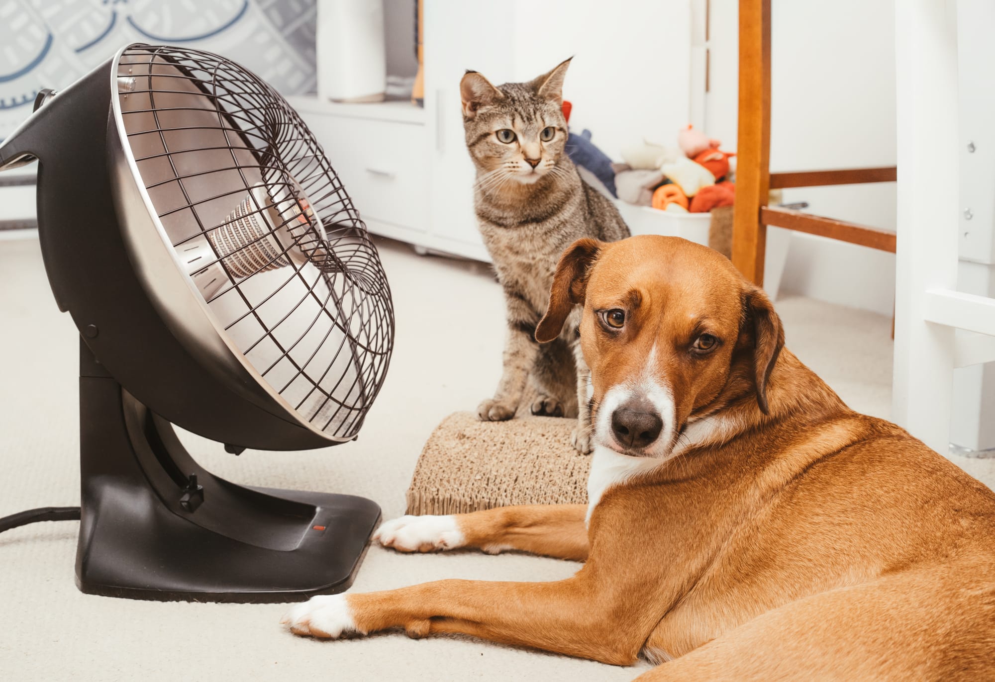 Pet Sitter Πάτρα για Σαββατοκύριακο: Πώς να Βρεις Φροντίδα για το Κατοικίδιό σου