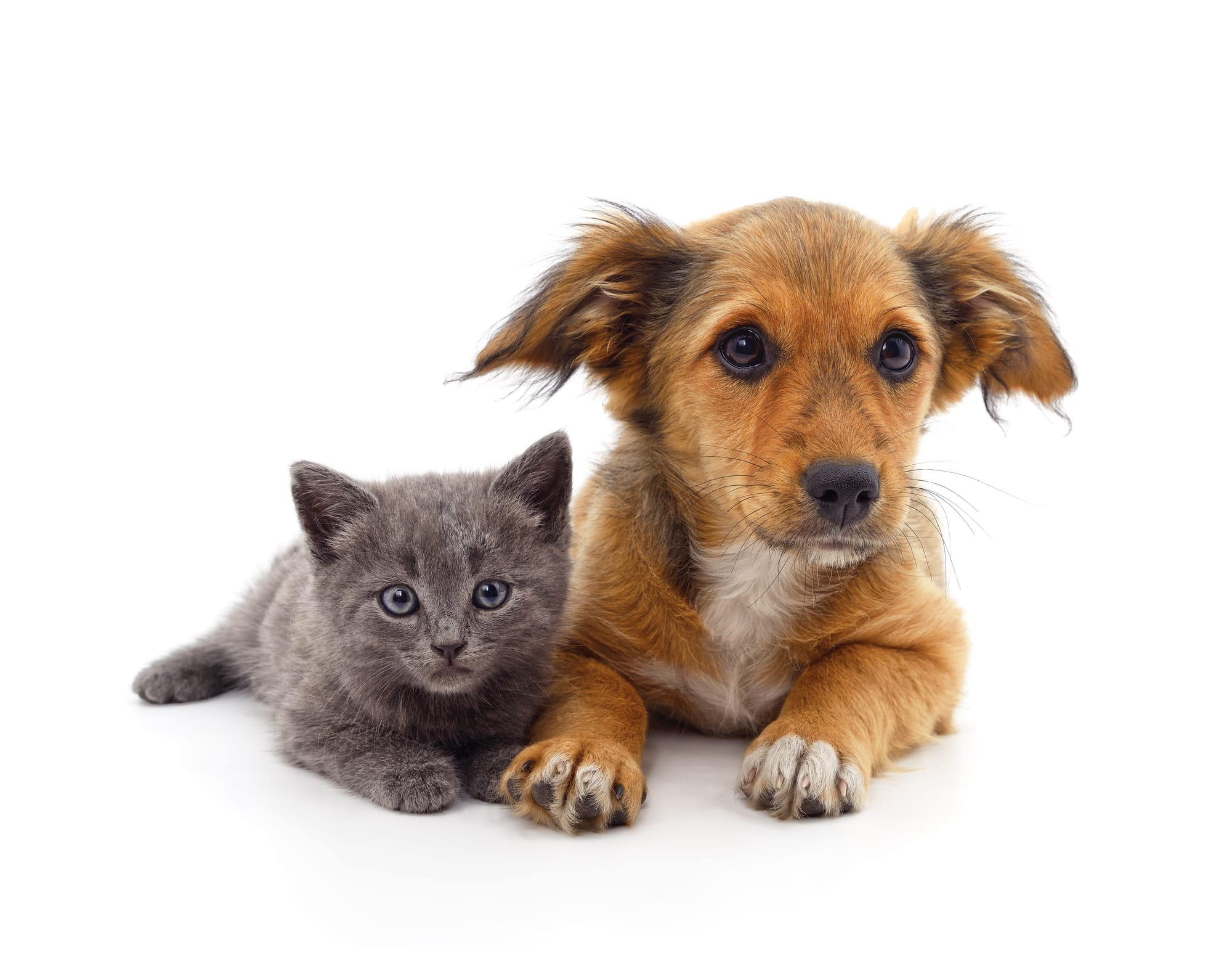 Pet Sitter Κέντρο Πάτρας: Βρες Φροντίδα για το Κατοικίδιό σου