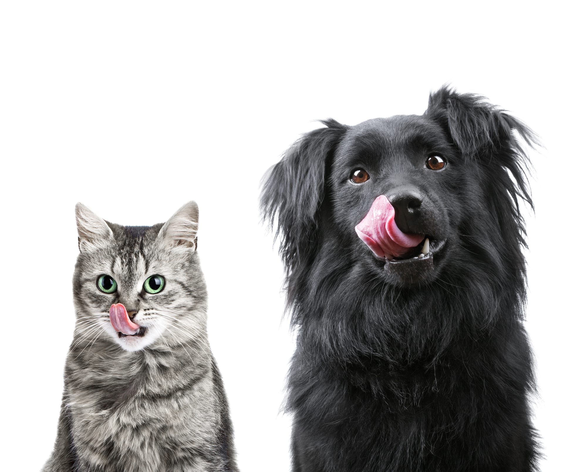 Pet Sitter Παραλία Πατρών: Βρες Φροντίδα για Σκύλο ή Γάτα