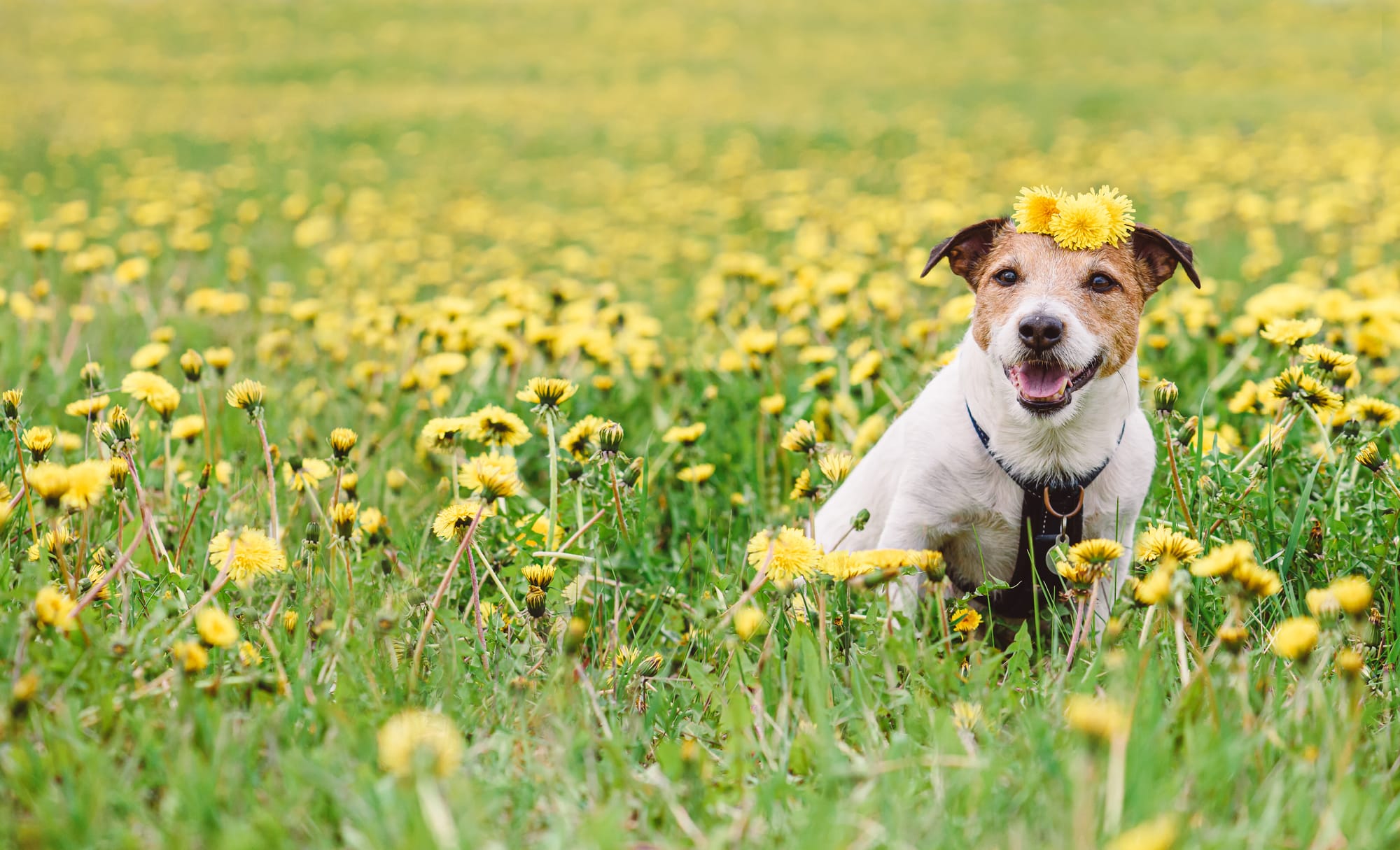 Pet Sitter Αγυιά: Βρες Φροντίδα για Σκύλο ή Γάτα