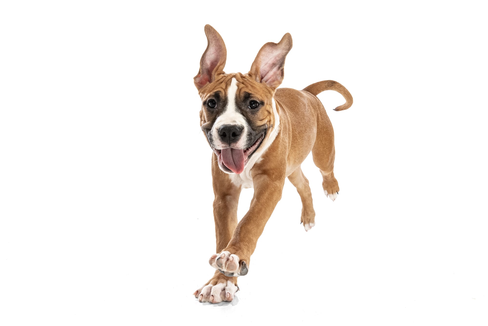 Pet Sitter Πάτρα: Ο Πλήρης Οδηγός για Φύλαξη Κατοικίδιων