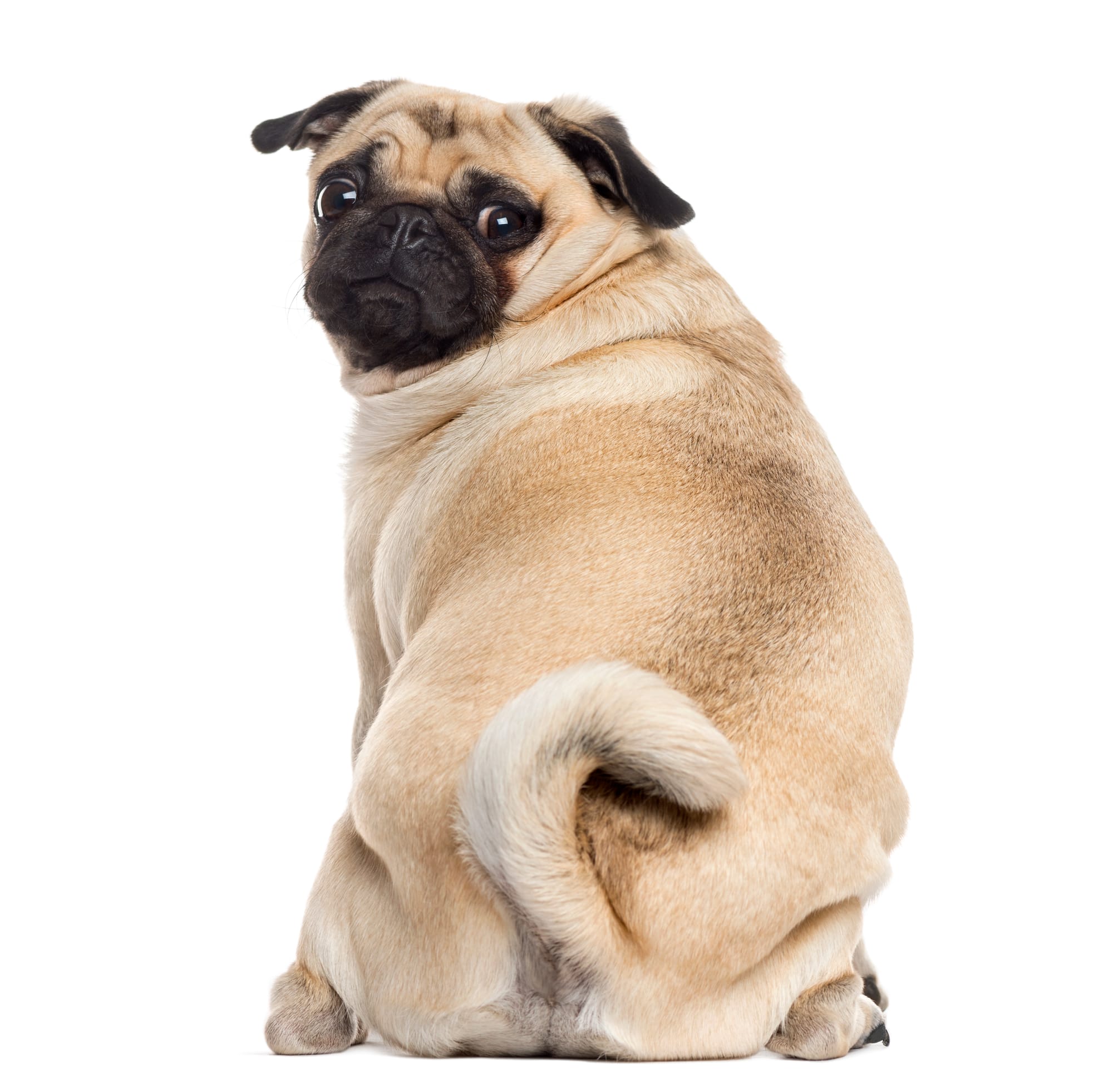 Pet Sitter ως Δουλειά: Πώς Λειτουργεί στην Ελλάδα
