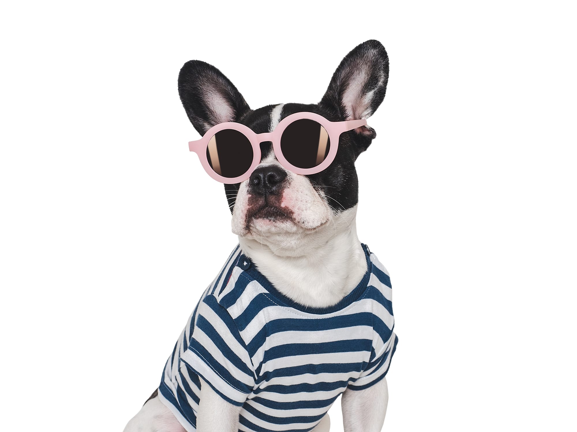 Πώς να Γίνεις Pet Sitter στην Ελλάδα – Ο Πλήρης Οδηγός για Αρχάριους
