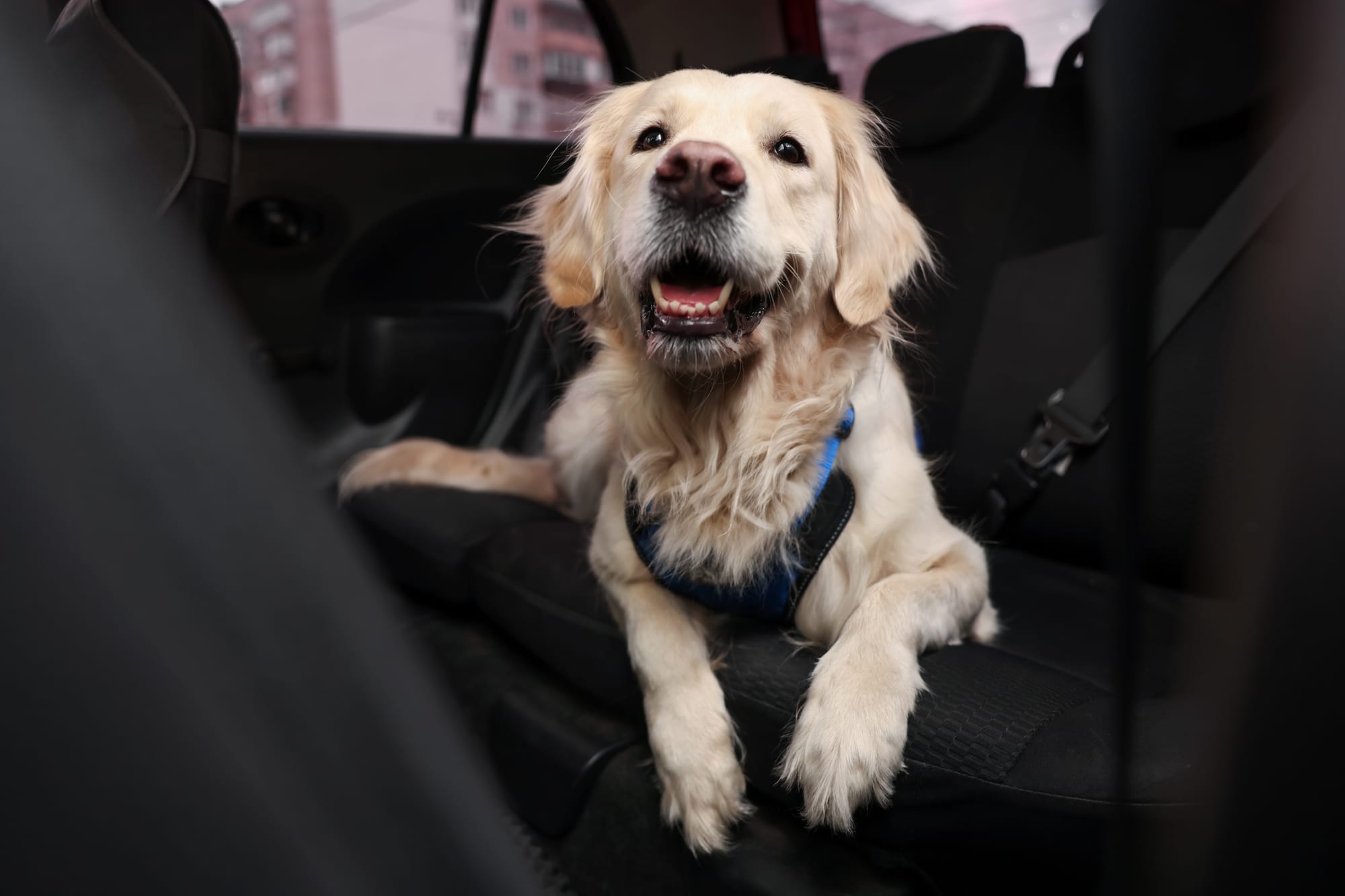 Pet Sitter ως Δεύτερη Δουλειά – Πώς να Ξεκινήσεις