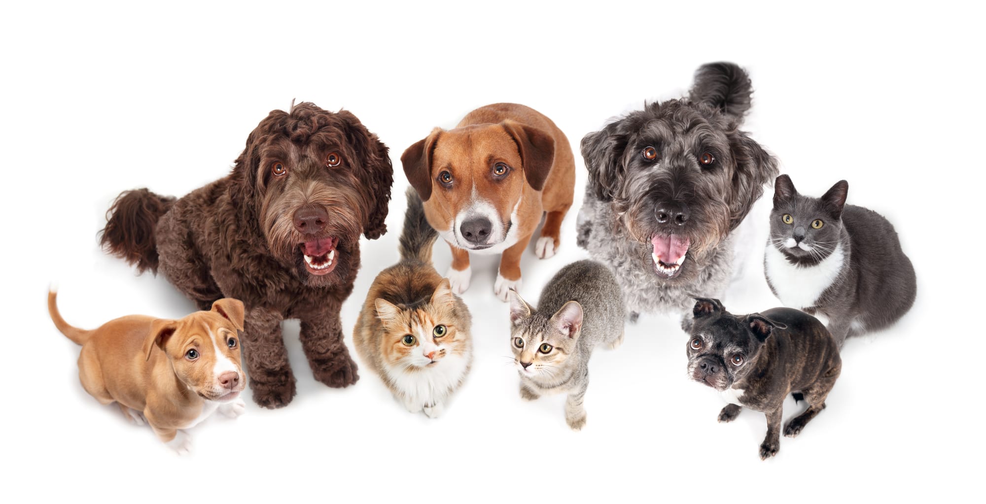 Μπορώ να Γίνω Pet Sitter Χωρίς Πτυχίο; Η Αλήθεια που Πρέπει να Ξέρεις