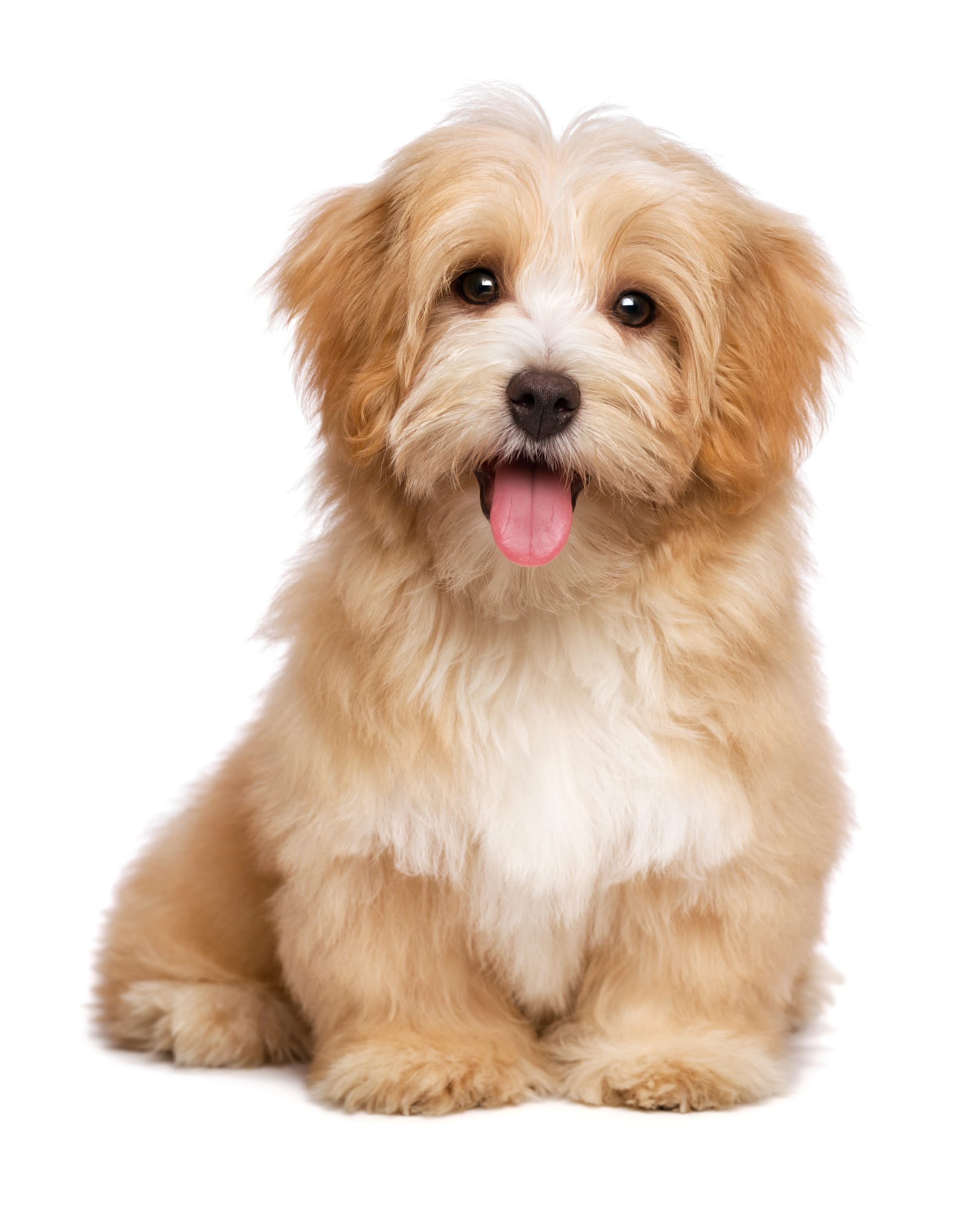 5 Πράγματα που Πρέπει να Ξέρεις Πριν Γίνεις Pet Sitter 🐾