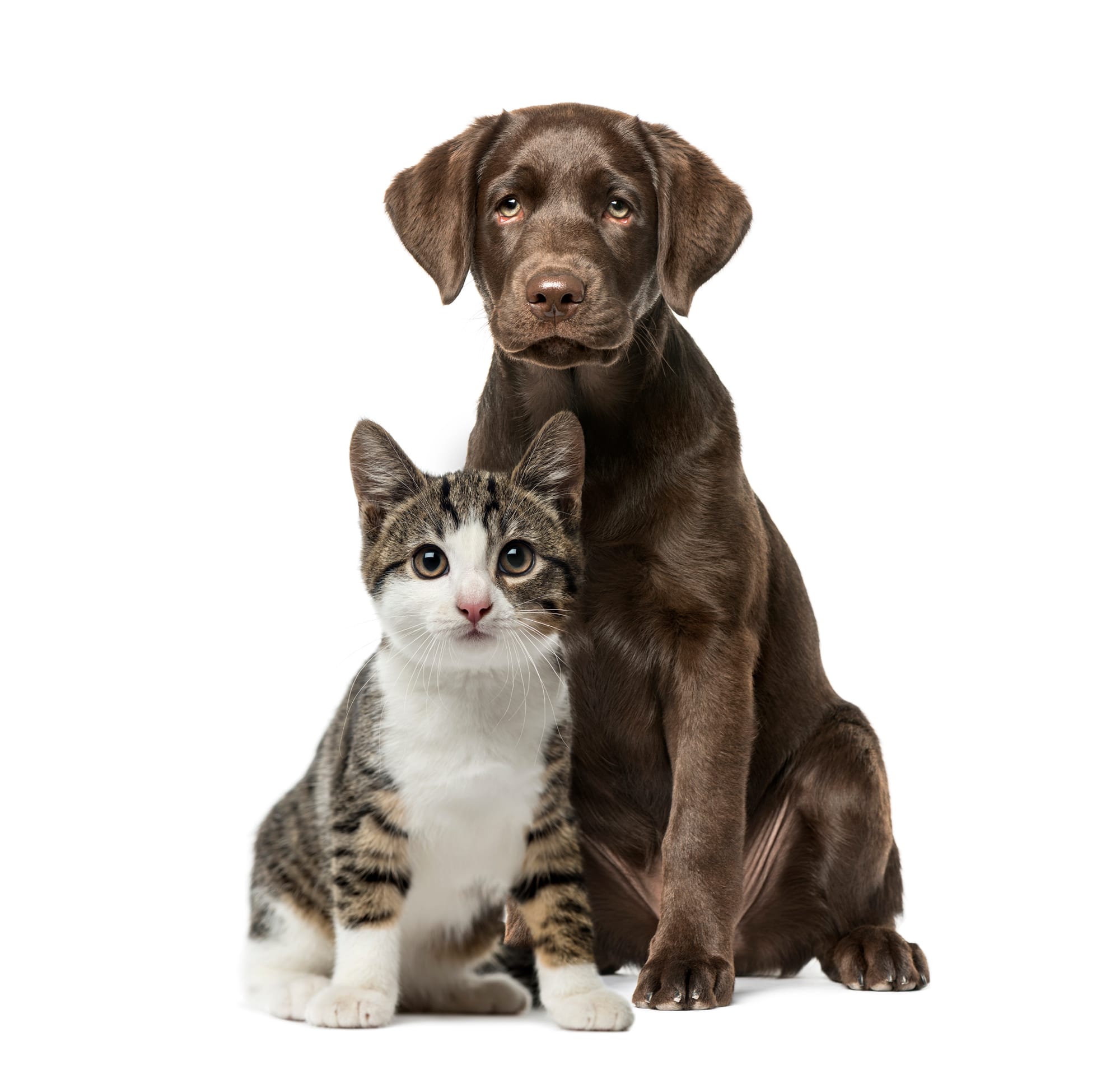 Πώς να Βρεις Αιτήματα ως Pet Sitter Χωρίς να Ψάχνεις Πελάτες Μόνος σου