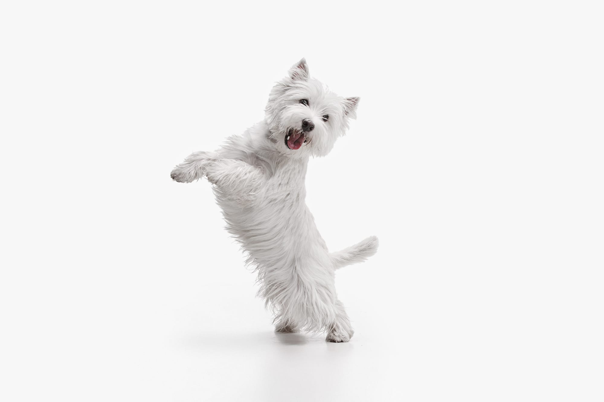 Μην Αφήσεις τον Σκύλο σου σε Pet Sitter Πριν Ρωτήσεις Αυτά τα 8 Πράγματα