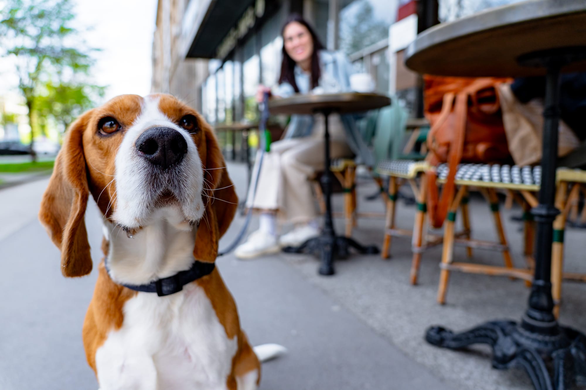 Το Κατοικίδιό σου Μπορεί να Μην Θέλει Pet Sitter — Και Υπάρχει Λόγος