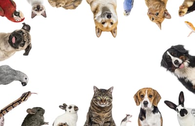 Pet Care: Η Απόλυτη Φροντίδα για τα Κατοικίδιά σας 🐾