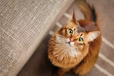 Pet Sitter Αθήνα: Πώς να βρεις αξιόπιστη φύλαξη κατοικίδιων στην Αθήνα