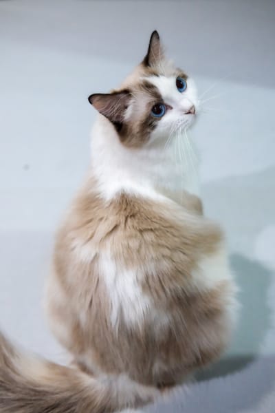 Φύλαξη Γάτας στην Αθήνα: Πώς να Βρεις Pet Sitter για τη Γάτα σου