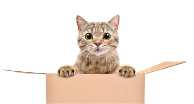 Pet Sitter Αθήνα για Σαββατοκύριακο: Πώς να Βρεις Φροντίδα για το Κατοικίδιό σου