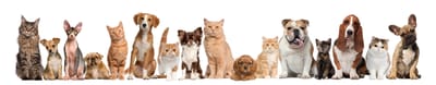 Pet Sitter Γλυφάδα: Βρες Φροντίδα για Σκύλο ή Γάτα