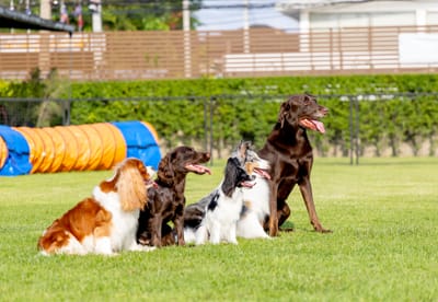 Pet Sitter Νέα Σμύρνη: Βρες Φροντίδα για Σκύλο ή Γάτα