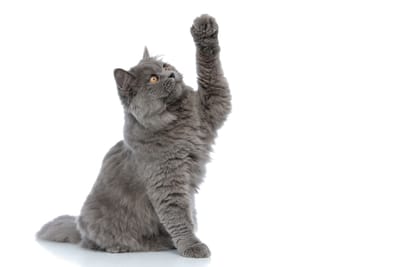 Πώς να Προετοιμάσεις τη Γάτα σου για Pet Sitter