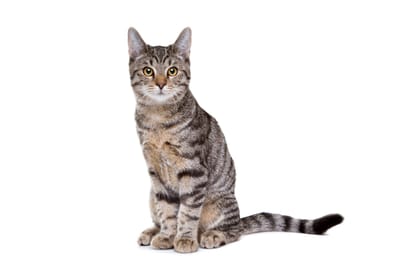 Φύλαξη Γάτας Θεσσαλονίκη: Πώς να Βρεις Pet Sitter για τη Γάτα σου