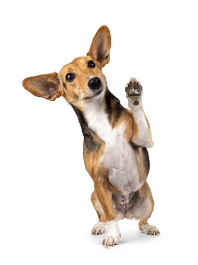 Dog Sitter Θεσσαλονίκη: Βρες Φροντίδα και Βόλτα για τον Σκύλο σου