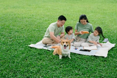 Pet Sitter Θεσσαλονίκη για Εργαζόμενους: Φροντίδα Κατοικίδιου Όσο Είσαι στη Δουλειά