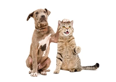 Pet Sitter για Κουτάβι στη Θεσσαλονίκη: Τι να Προσέξεις
