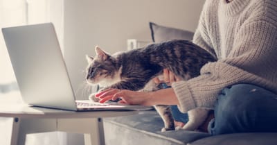 Pet Sitter Πάτρα για Διακοπές: Πού Αφήνω τον Σκύλο ή τη Γάτα μου;