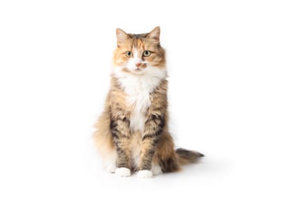 Φύλαξη Γάτας Πάτρα: Πώς να Βρεις Pet Sitter για τη Γάτα σου