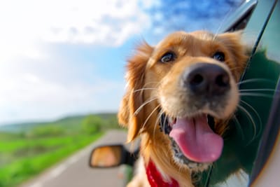 Pet Sitter Πάτρα για Εργαζόμενους: Φροντίδα Κατοικίδιου Όσο Είσαι στη Δουλειά