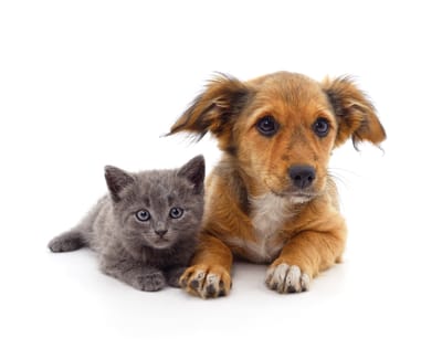 Pet Sitter Κέντρο Πάτρας: Βρες Φροντίδα για το Κατοικίδιό σου