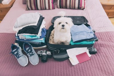 Πώς να Γίνεις Pet Sitter στην Ελλάδα