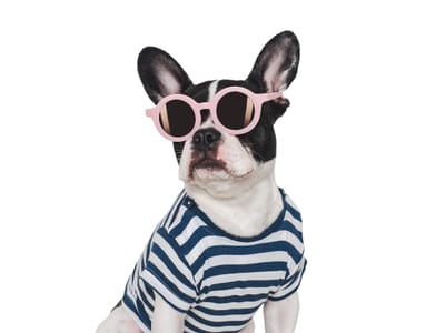 Πώς να Γίνεις Pet Sitter στην Ελλάδα – Ο Πλήρης Οδηγός για Αρχάριους