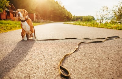 Πώς Λειτουργεί μια Πλατφόρμα Pet Sitter και Πώς Παίρνεις Αιτήματα