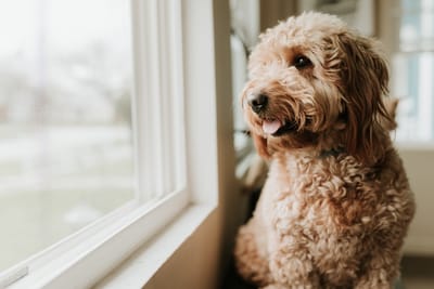 10 Πράγματα που Πρέπει να Ξέρεις Πριν Γίνεις Pet Sitter